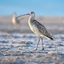 A white and black bird with long legs and a long curved beak standing on snowy ground