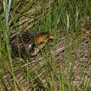 A black and brown bird with orange beak in bright green marsh grass