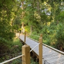 A boardwalk weaves through the trees of a forest. Lining the boardwalk is a railing made of rope. It is a sunny day.. 