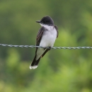 A dark grey bird with white breast perched on a metal fence line