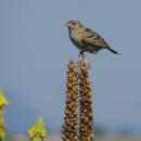 A cream colored bird with dark patterns on it's wings standing on vegetation in a grassland