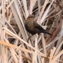 A rusty red and black bird perched on dormant wetland vegetation