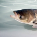 A bighead carp in a tank