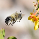 Digger bee hovers near yellowish orange Golden currant flower. 