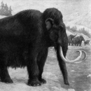 a black and white painting of an ancient wooly mammoth, with thick hide and large curled tusks emerging from it's head. 