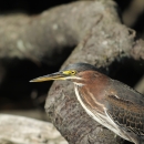 Green Heron standing on branch