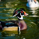 Male wood duck sitting on teal-green water with ripples, facing right with an orange bill, green head and rusty chest