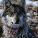 A close up photo of a Mexican wolf wearing a tie-dye colored collar