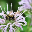 Rusty patched bumblebee on a bee balm plant (genus Monarda)
