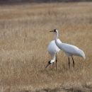 Two whooping cranes in a field