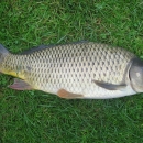 A brown fish with a thick head and small fins lying on grass