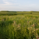 A rolling Flint Hills grassland ecosystem with native forbs and grasses
