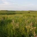 A rolling hills grassland ecosystem with native forbs and grasses