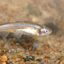 An Arkansas River Shiners swims broadside over coarse, colorful sand.