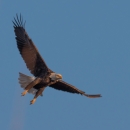Bald eagle in flight