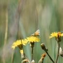 A small orange butterfly sits atop yellow flowers with tall, green grass in the background.