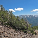 A whitebark pine in California leans against a rocky slope in the mountains