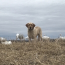 A yellow lab dog stands in a field surrounded by snow goose decoys.