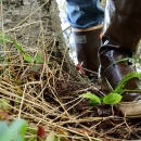 Elodea on a persons boot as they step out of a lake