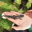 a california tiger salamander in a hand