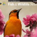 orange breasted bird amid pink flowers