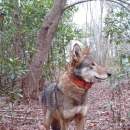 a red wolf with an orange collar