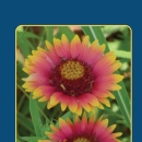 Washita National Wildlife Refuge Auto Tour Route