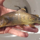 Image of a hand holding an Apache Trout