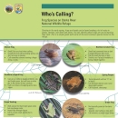 Image of Frogs of Clarks River NWR Fact Sheet