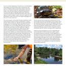 The front page of a document with text and images of wood turtles and their habitat