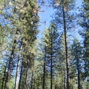 A well-managed forest with tall pine trees and no shrubs or grass on the ground.