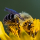 A bumblebee covered in pollen from a native prairie dock flower.