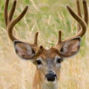 Julia Butler Hansen Refuge General Bochure_508.pdf