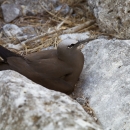 Brown Noddy
