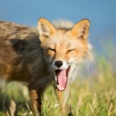 A red fox yawning