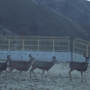 Five deer use wildlife overpass to cross highway 21 in Idaho.