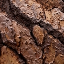 Close up photo of the bark of a Ponderosa Pine tree