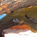 a black, green and red frog peeks its head out of a pool of water