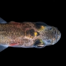 longfin smelt on black background