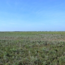 Coastal shrub prairie