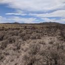 image of 2 individuals in a shrub-filled land