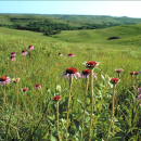 Image of purple coneflowers in a lush green field
