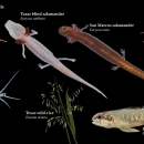 A photo collage of seven species found in the Edwards Aquifer on a black background. The species are the orange Comal Springs dryopid beetle, the pink to clear Texas blind salamander, the tan to orange San Marcos salamander, the orange to burnt red Comal Springs riffle beetle. The second row of species features the clear Peck’s cave amphipod, the green and yellow Texas wild-rice and tan and blue fountain darter.