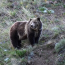 Grizzly bear standing on a slope