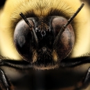 Close up of a male Southern Plains Bumble Bee face