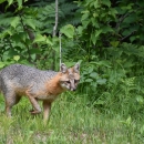 Gray fox