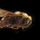 Side profile of a male Variable Cuckoo Bumble Bee