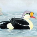 Painting of a King Eider duck