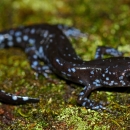 A dark grey salamander with light blue spots on a bed of green moss