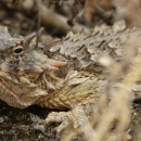 Coast horned lizard showing spikes along its neck, back, and head